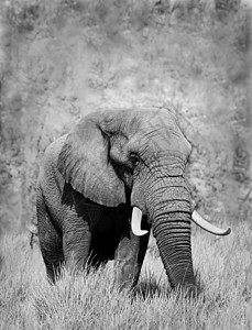 大象动物荒野野生动物库存动物园公园环境力量哺乳动物食谱图片