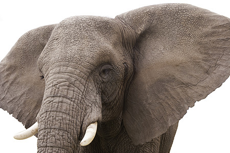 大象公园库存环境野生动物食谱动物动物园哺乳动物力量荒野图片