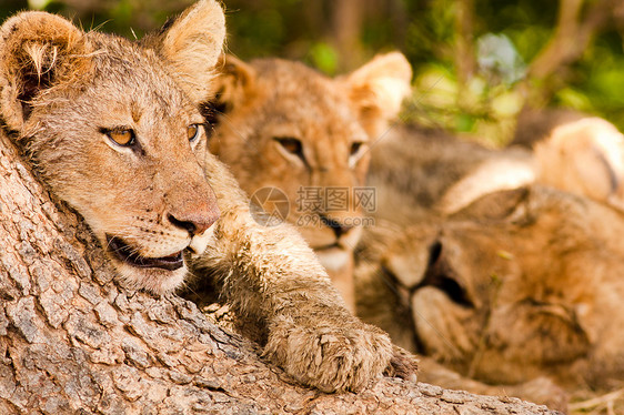 狮子的骄傲动物哺乳动物濒危环境猫科荒野公园领导者食肉捕食者图片