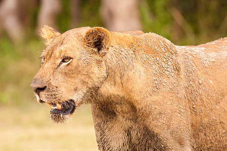 狮子猎人公园领导者环境国王荒野动物野生动物濒危捕食者图片