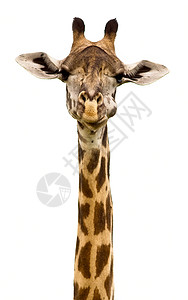 长颈类头斑点白色动物园荒野脖子哺乳动物鼻子棕色动物乐趣图片