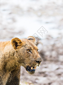 非洲狮国王动物食肉猫科公园濒危领导者捕食者母狮野生动物图片