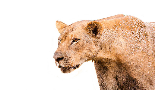 非洲狮猎人动物濒危领导者荒野公园国王猫科捕食者狮子图片