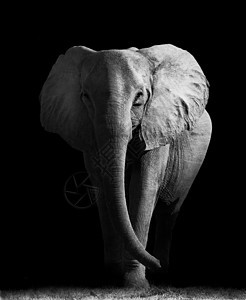 大象哺乳动物荒野动物库存公园力量野生动物动物园环境图片