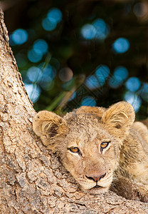 可爱的狮子熊母狮国王食肉猎人公园荒野猫科环境哺乳动物濒危图片