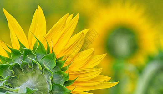 太阳的背面有朵花花园植物学雏菊花瓣向日葵园艺边界横梁植物背景图片