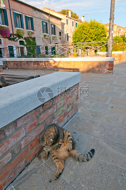 威尼斯意大利猫在街上历史性建筑摄影风景都市石头旅游假期景观旅行图片