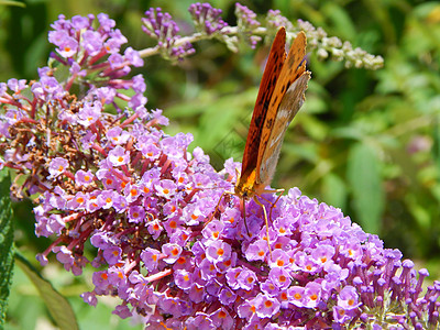 Papillon 橙色 2图片