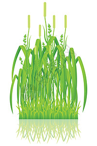 绿草环境反射白色发芽绿色叶子生活生态生长图片