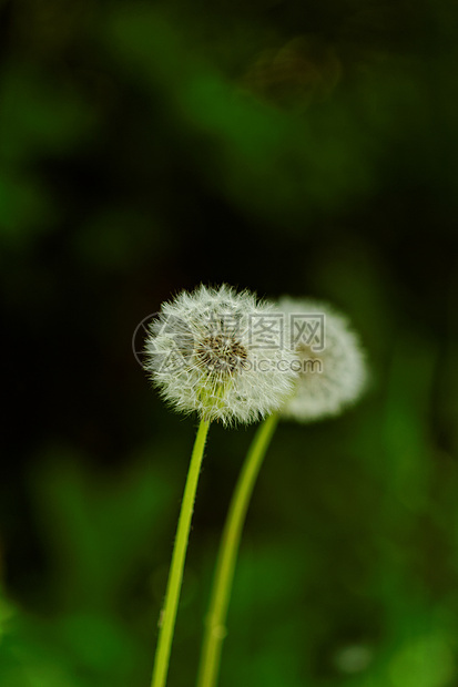 蒲公英花太阳花园草地草本植物生活植物群植物花朵杂草种子图片