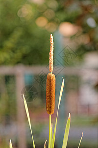 1个再造弹簧 1个草本植物旗帜水库香蒲花期阔叶宽叶芦苇植物甘蔗图片