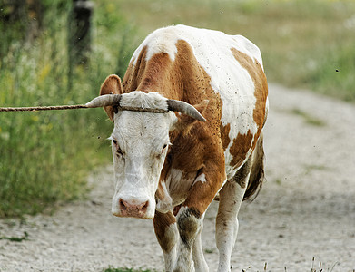 奶牛食物农村牛肉小牛场地牧场奶制品家畜农田喇叭图片