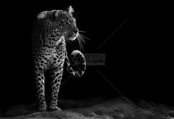 豹型野生动物捕食者胡须动物公园黑色危险哺乳动物丛林荒野图片