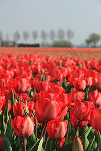 字段中的红色郁金香花束季节性概念灯泡宏观天空农业生长阳光植物群图片