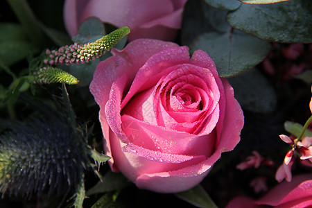 粉红玫瑰上落下植物群植物阵雨植物学花束绿色花瓣作品阳光花店图片