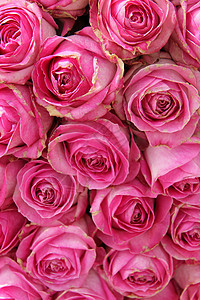 盛大粉红玫瑰 在婚礼中心玫瑰绿色花瓣粉色植物新娘花朵花束植物群团体图片