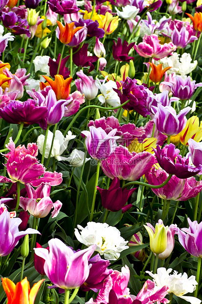 花的墙壁花瓣绿色季节花园花朵宏观粉色植物群郁金香植物图片