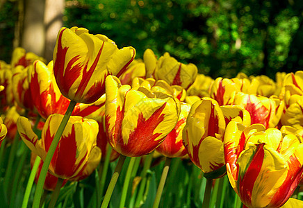 红色和黄色郁金香花朵花园花瓣植物植物群绿色季节宏观图片