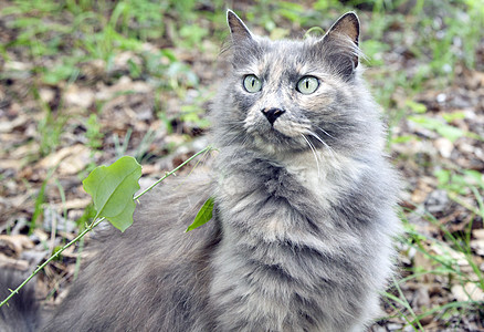 猫类流浪乐趣宠物毛皮小猫头发哺乳动物笨蛋眼睛动物图片