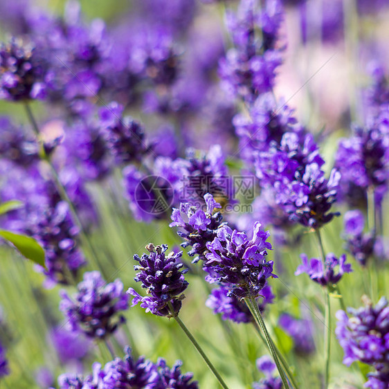 熏衣草花绿色香水植物香气疗法香味紫色花园芳香场地图片