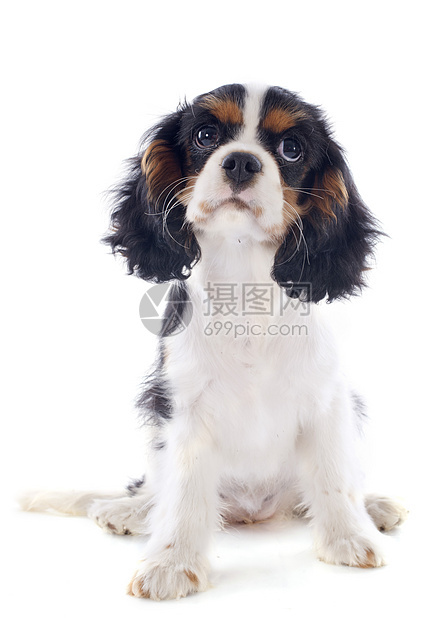 小狗骑兵王查尔斯白色动物三色棕色宠物犬类工作室猎犬图片