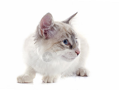 婴儿小猫猫科动物宠物灰色蓝色工作室眼睛图片