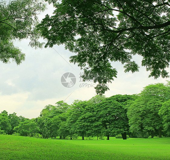 绿树在公园中的背景生长草地晴天荒野叶子森林场地绿色植物植物花园图片