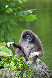 Gibbon 猴子丛林濒危野生动物岩石情调动物植物公园国家猿猴图片