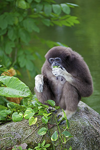 Gibbon 猴子异国濒危岩石动物情调森林猿猴俘虏植物国家图片