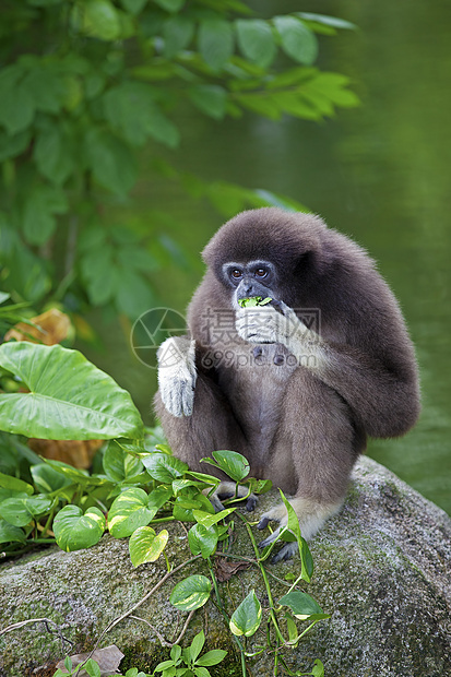 Gibbon 猴子异国濒危岩石动物情调森林猿猴俘虏植物国家图片