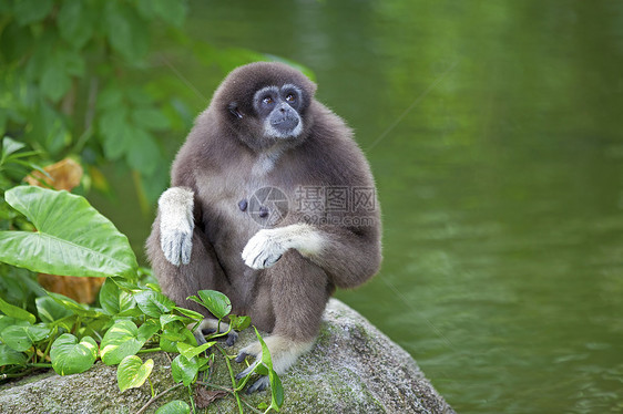 Gibbon 猴子灵长类异国植物哺乳动物岩石长臂猿荒野俘虏国家濒危图片