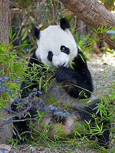 巨熊熊猫竹子旅行动物园动物热带动物学毛皮旅游森林濒危图片