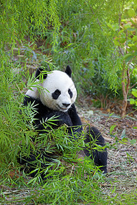 巨熊熊猫野生动物动物学森林树木栖息地丛林濒危荒野动物园热带图片