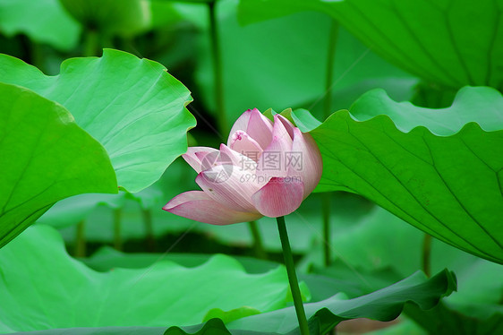 莲体白术半边莲雪花百合荷花碧玉图片