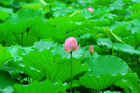 莲体荷花百合半边莲白术碧玉雪花图片