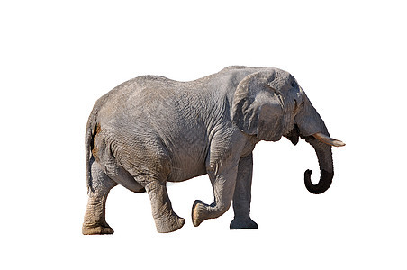 大象 纳米比亚Etosha国家公园大象动物群树干濒危哺乳动物象牙灌木獠牙动物威胁图片