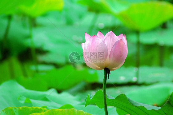 莲体荷花白术百合碧玉雪花玉兰草半边莲图片