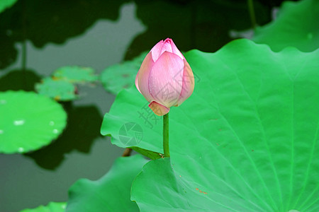 莲体雪花百合玉兰草碧玉荷花半边莲白术图片