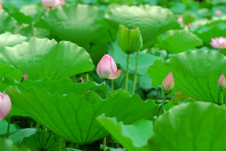 莲体荷花雪花白术碧玉百合半边莲玉兰草图片