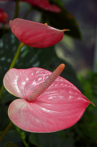 粉红火烈花花背景图片