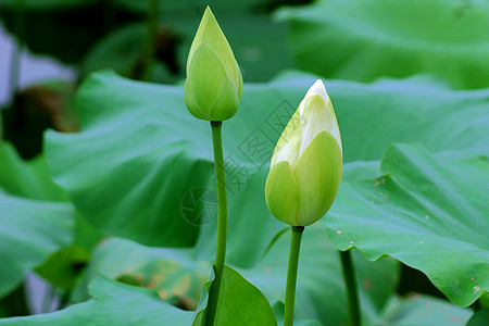 莲体白术雪花百合碧玉荷花半边莲玉兰草图片