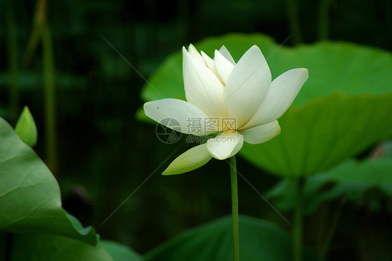 莲体雪花百合玉兰草荷花碧玉半边莲白术图片