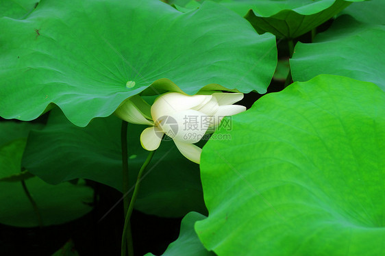 莲体白术半边莲玉兰草百合碧玉雪花荷花图片