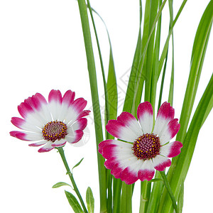 美丽的粉红花和绿草花瓣雏菊紫色礼物植物群明信片花束温泉花园植物背景图片