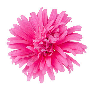 粉色菊花花黄色格柏植物红色花瓣雏菊植物学宏观图片
