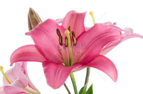 粉粉百合作品庆典白色花园柔软度粉色压痛香味花店植物图片