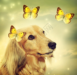 带蝴蝶的达什蒙狗好奇心星星艺术飞行成人魔法天空宠物金发动物图片