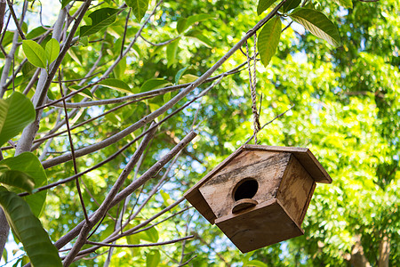 鸟房极限安排地形鸟类家居绿色生长叶子住宅荒野图片