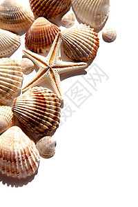海壳和恒星圆圈纪念品风格游泳收藏蜗牛宏观边界甲壳温泉图片