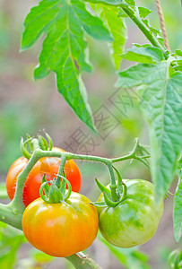 番茄衬套植物乡村厨房场地绿色温室农业园艺栽培图片